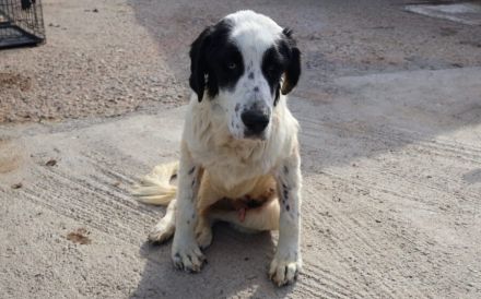 Sanfter Riese Otis sucht ein Zuhause