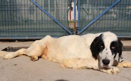 Sanfter Riese Otis sucht ein Zuhause