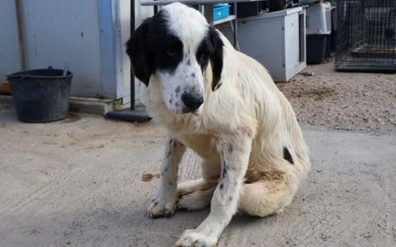 Sanfter Riese Otis sucht ein Zuhause