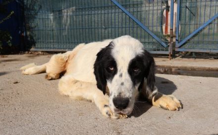 Sanfter Riese Otis sucht ein Zuhause