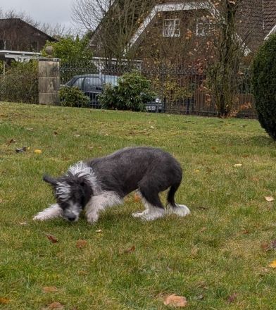 Kleine Racker suchen ein Zuhause