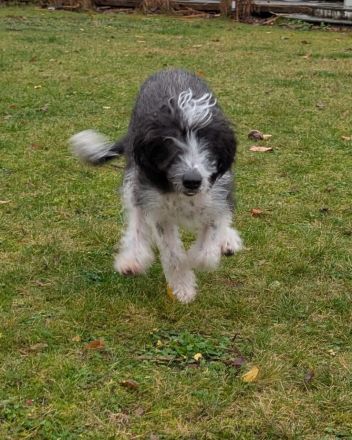 Kleine Racker suchen ein Zuhause