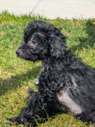 Kleine Racker suchen ein Zuhause