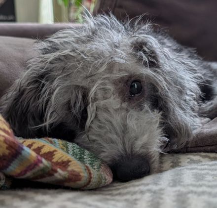 Kleine Racker suchen ein Zuhause