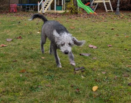 Kleine Racker suchen ein Zuhause