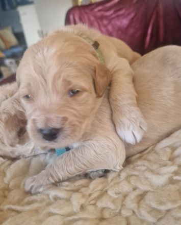 Goldendoodle F1