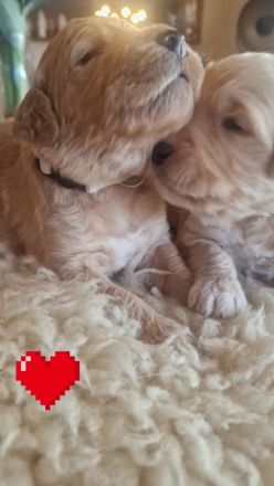 Goldendoodle F1