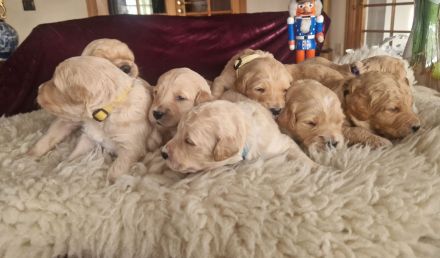Goldendoodle F1