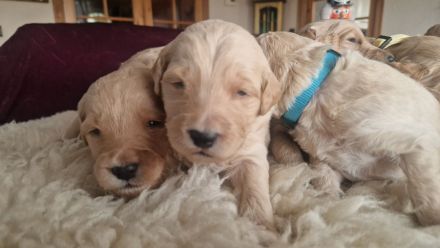 Goldendoodle F1