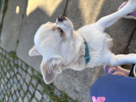 Süßer Liebevoller Chihuahua