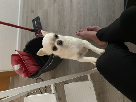 Süßer Liebevoller Chihuahua