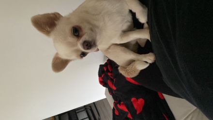 Süßer Liebevoller Chihuahua