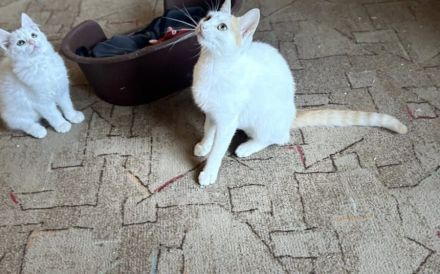 Fröhliche Gwin: Charmeur auf vier Pfoten sucht Kuschelpartner und Spielgefährten