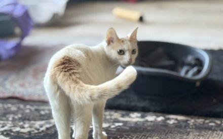 Fröhliche Gwin: Charmeur auf vier Pfoten sucht Kuschelpartner und Spielgefährten