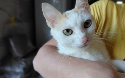 Fröhliche Gwin: Charmeur auf vier Pfoten sucht Kuschelpartner und Spielgefährten