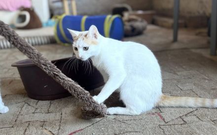 Fröhliche Gwin: Charmeur auf vier Pfoten sucht Kuschelpartner und Spielgefährten