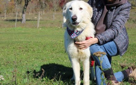 Lebensfreude pur: unsere Rose