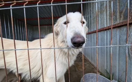 Lebensfreude pur: unsere Rose