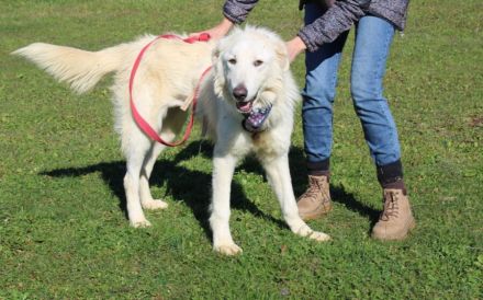 Lebensfreude pur: unsere Rose