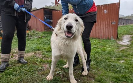 Lebensfreude pur: unsere Rose