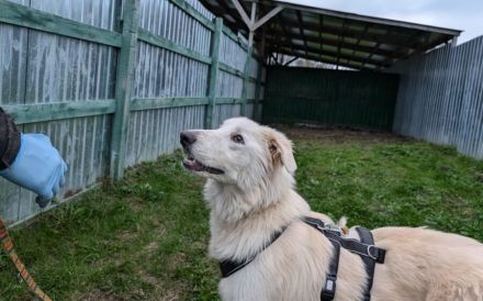 Lebensfreude pur: unsere Rose