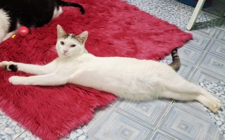 Lachen und Schnurren erwünscht! Rena bringt Freude in Ihr Leben.