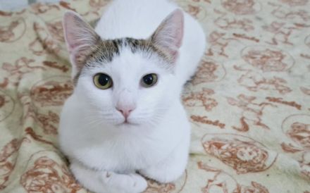 Lachen und Schnurren erwünscht! Rena bringt Freude in Ihr Leben.