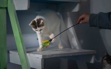 Lachen und Schnurren erwünscht! Rena bringt Freude in Ihr Leben.