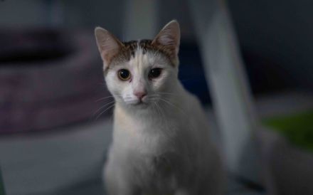 Lachen und Schnurren erwünscht! Rena bringt Freude in Ihr Leben.