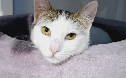 Lachen und Schnurren erwünscht! Rena bringt Freude in Ihr Leben.