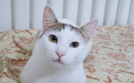 Lachen und Schnurren erwünscht! Rena bringt Freude in Ihr Leben.