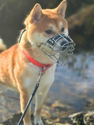 Fiete in 94518 Spiegelau sucht sein Für-immer-Zuhause