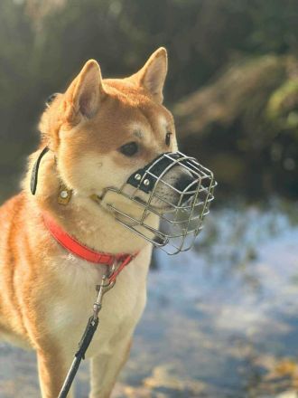 Fiete in 94518 Spiegelau sucht sein Für-immer-Zuhause