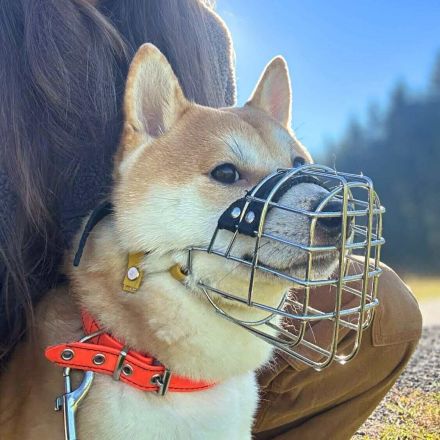 Fiete in 94518 Spiegelau sucht sein Für-immer-Zuhause