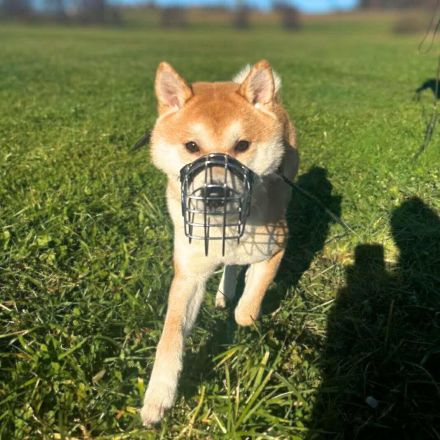 Fiete in 94518 Spiegelau sucht sein Für-immer-Zuhause