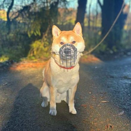 Fiete in 94518 Spiegelau sucht sein Für-immer-Zuhause