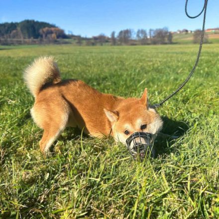 Fiete in 94518 Spiegelau sucht sein Für-immer-Zuhause