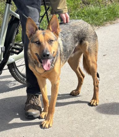 Thor sucht ein Zuhause!