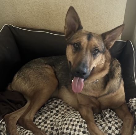 Thor sucht ein Zuhause!