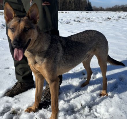 Thor sucht ein Zuhause!