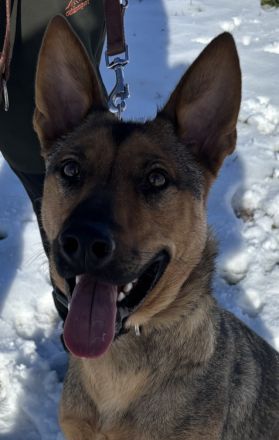 Thor sucht ein Zuhause!