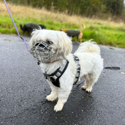 Sammy in 35043 Marburg sucht sein Für-immer-Zuhause
