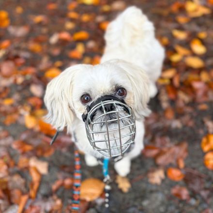 Sammy in 35043 Marburg sucht sein Für-immer-Zuhause