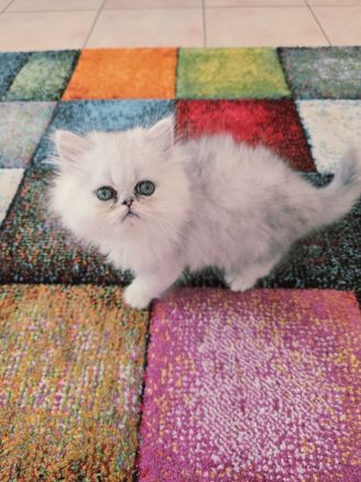 süßer Perserkater......