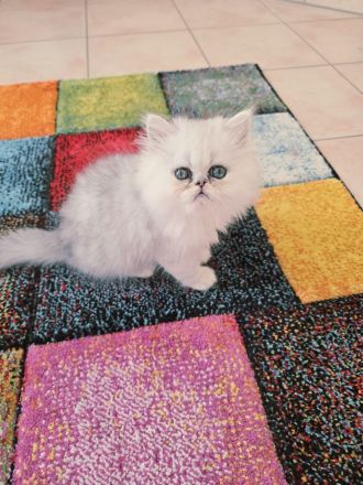 süßer Perserkater......