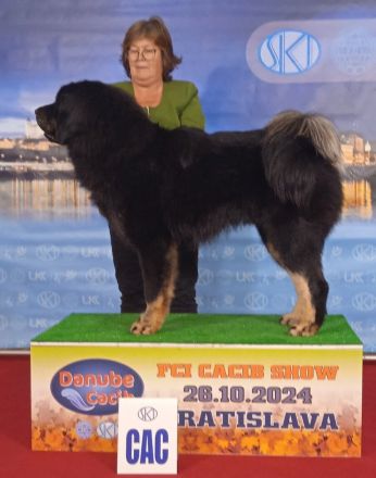 Tibetdogge-Welpen mit FCI-Ahnentafeln - Wurf 2025/26