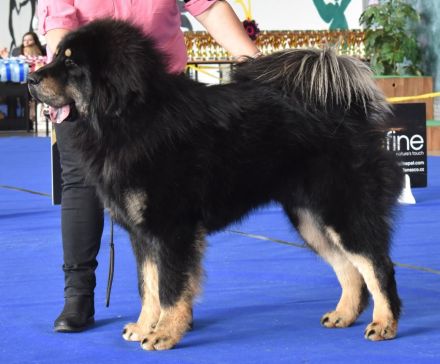 Tibetdogge-Welpen mit FCI-Ahnentafeln - Wurf 2025/26