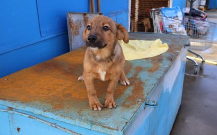 Hallo - Ich bin Lilu