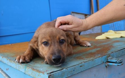 Hallo - Ich bin Lilu