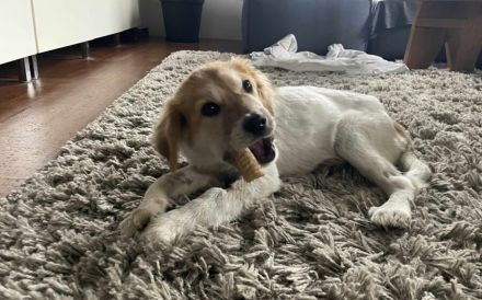 Loui – ein kleiner Herzensbrecher